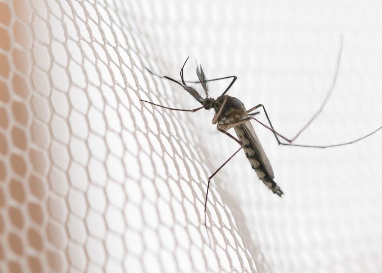 Cidades do noroeste de SP têm maior incidência de casos de dengue