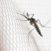 Cidades do noroeste de SP têm maior incidência de casos de dengue
