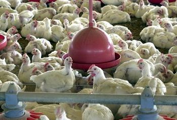 UE suspende carnes do Brasil; entenda impacto e próximos passos