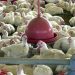 UE suspende carnes do Brasil; entenda impacto e próximos passos