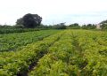 Segurança alimentar e povos indígenas têm R$ 64,3 milhões em crédito