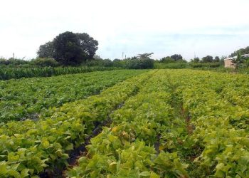 Segurança alimentar e povos indígenas têm R$ 64,3 milhões em crédito