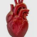 A cada 72 segundos, uma pessoa morre por doença cardiovascular no país