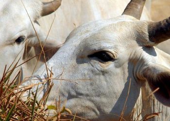 Carne brasileira vai pagar tarifa de 67% para entrar na China