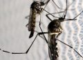 Aedes aegypti: quase metade dos municípios está em alerta ou risco