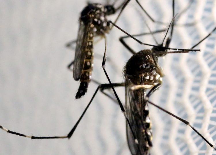 Aedes aegypti: quase metade dos municípios está em alerta ou risco