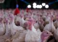 Agricultura confirma foco de doença de Newcastle em Santa Catarina