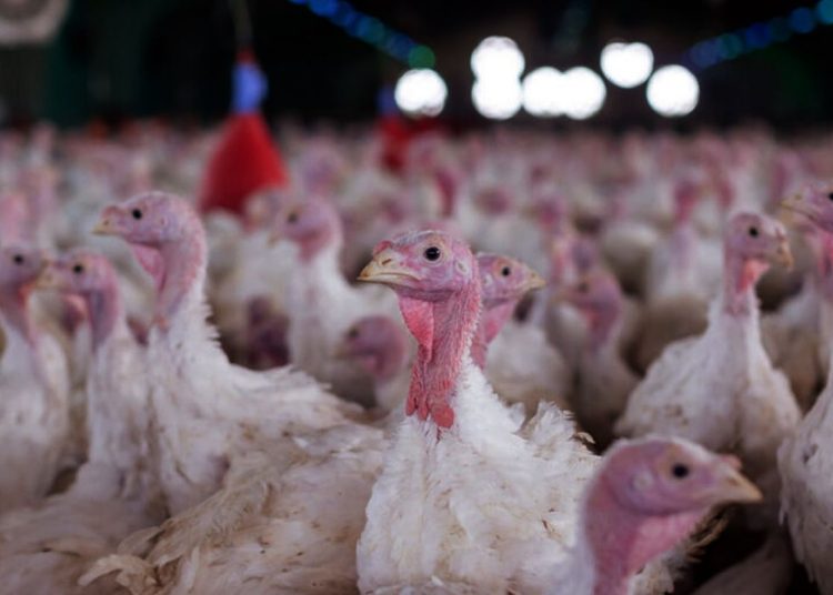 Agricultura confirma foco de doença de Newcastle em Santa Catarina