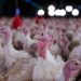 Agricultura confirma foco de doença de Newcastle em Santa Catarina